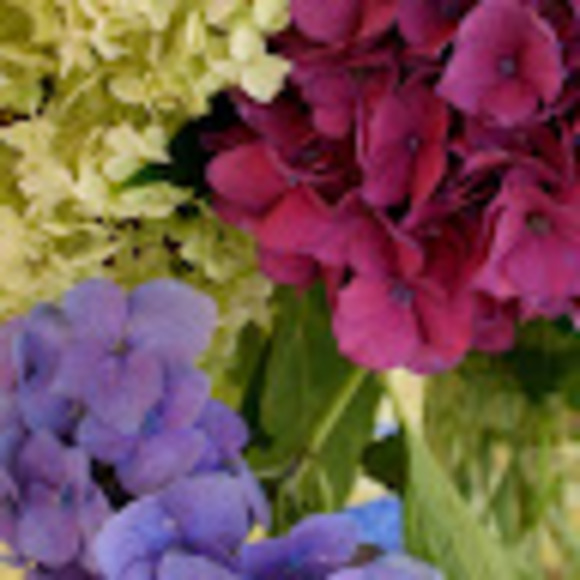 Meet your Posher, Anna - Picture 1 of 1